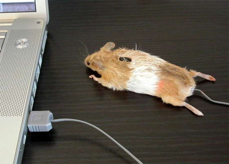 ������������ ����� Real Mouse